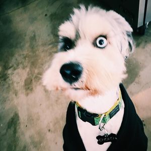 Meet your Posher, Cary